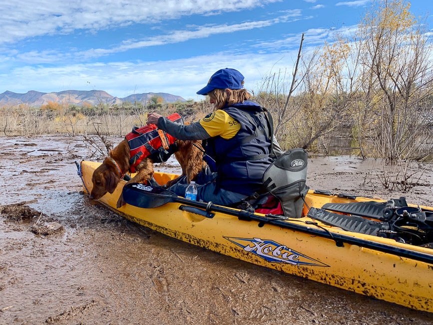 Dog searching from boat